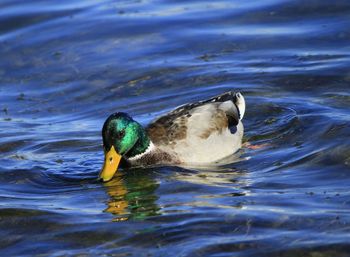 Close-up of mallard duck swimming in lake