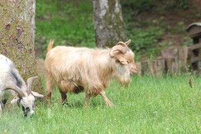 Sheep in a field