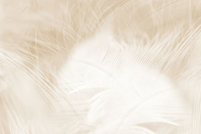 Beautiful white-brown feather texture background