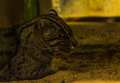 Close-up of a cat looking away