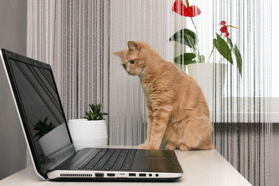 Red cat sitting on the desktop near the laptop and carefully looking at the monitor. pets