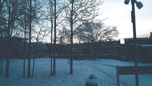 Bare trees against sky