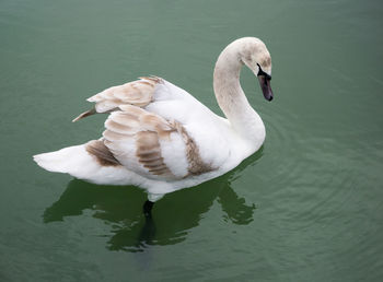 High angle view of swan swimming in lake