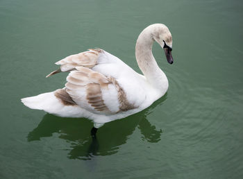 Swan and its shadow on green water