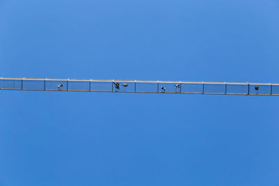 Low angle view of bird perching against clear blue sky