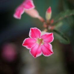 Close-up of pink flowers in park