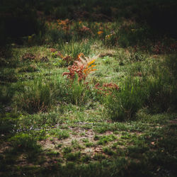 Plants growing on field