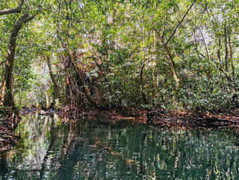 Scenic view of lake in forest