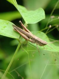 Close-up of insect on leaf