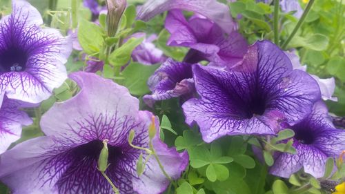 Close-up of purple flowers blooming outdoors