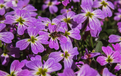 Close-up of bee on purple flowers