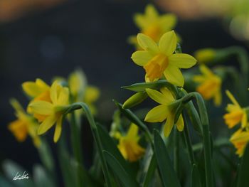 Close-up of yellow flowers blooming outdoors