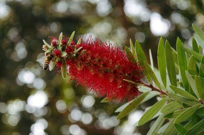 Close-up of red berries on plant