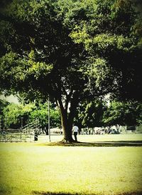 Trees in sunlight