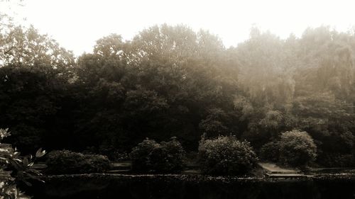 Trees in forest against sky