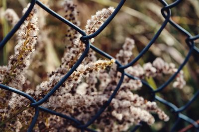 Close-up of chainlink fence