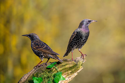 Starlings, sturnus vulgarus, perched on a moss covered branch with ivy leaves