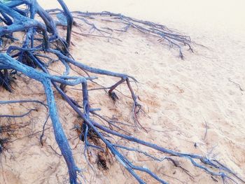 High angle view of dry plant on field during winter