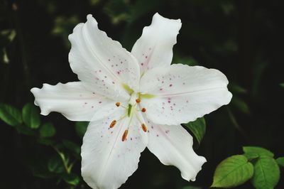 Close-up of white flower growing outdoors