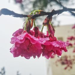 Close-up of red flower