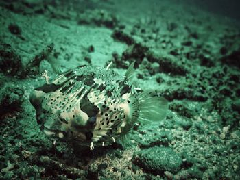 Close-up of turtle in sea