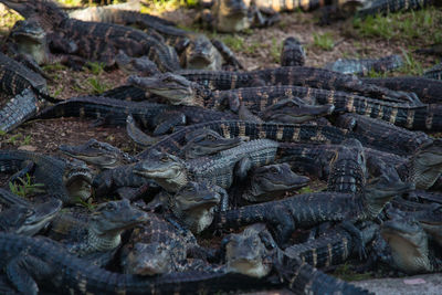 Close-up of crocodile on field