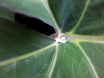 Close-up of insect on leaf