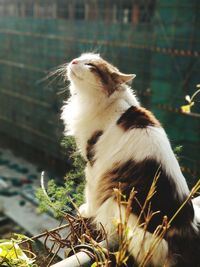 Close-up of cat sitting outdoors