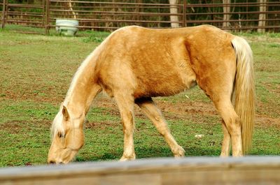 Horse grazing on grassy field