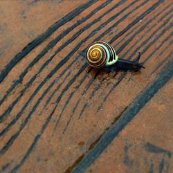 Close-up of snail on white surface