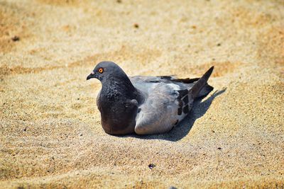 A pigeon resting nestled in the sand on beach in puerto vallarta, mexico