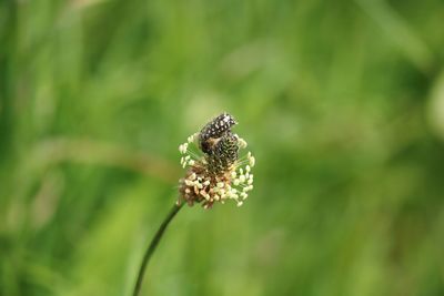 Close-up of insect on flower