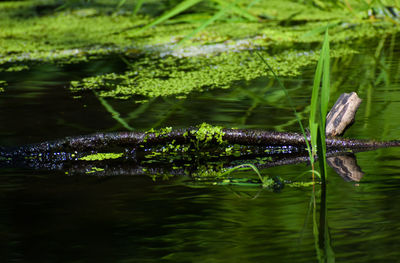 Close-up of duck swimming in lake