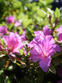 Close-up of pink flowers blooming outdoors