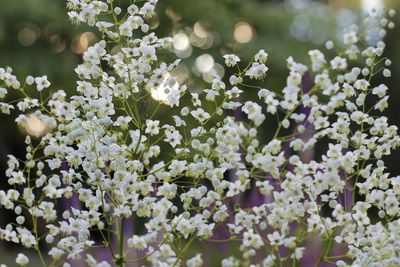 Close-up of flowers on tree