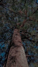 Low angle view of bare tree against sky