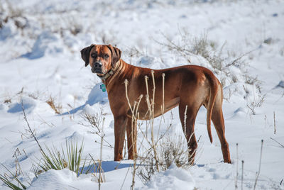 Portrait of rhodesian ridgeback on snowcapped field