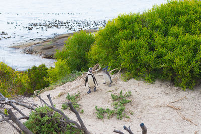 High angle view of horse on beach against sky