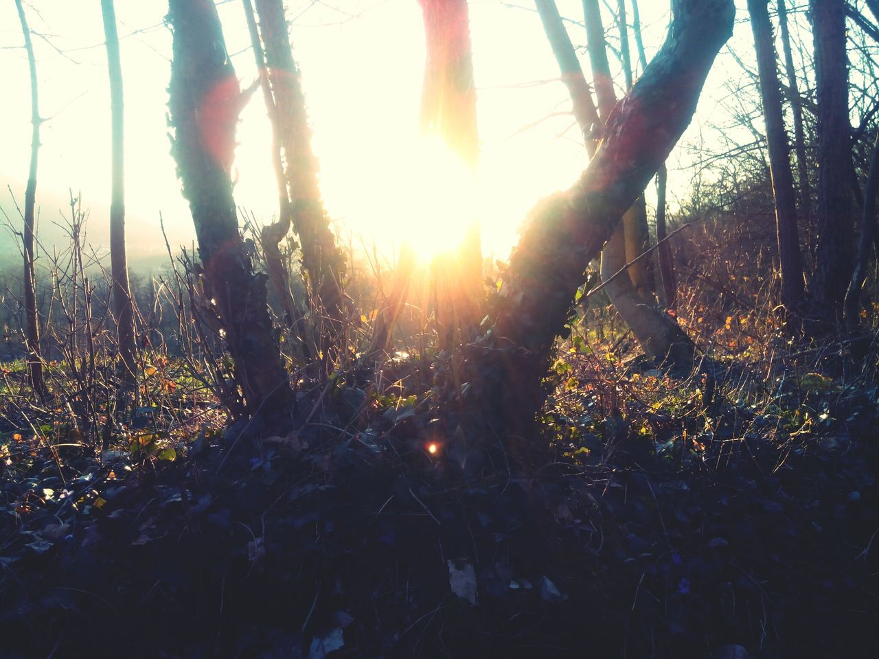 sun, tree, sunlight, sunbeam, growth, tranquility, tranquil scene, lens flare, nature, beauty in nature, scenics, forest, tree trunk, plant, back lit, landscape, sunset, field, clear sky, non-urban scene