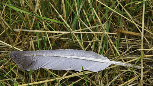 High angle view of feather on field