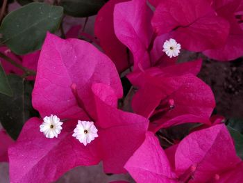 Close-up of pink flowering plant