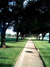 Image of a horse in park