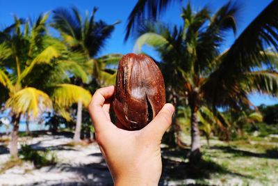 Close-up of woman hand holding coconut palm tree