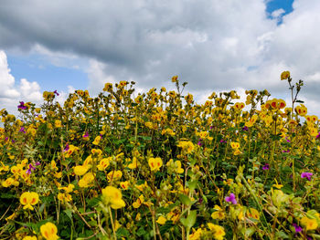 Yellow flowering plants on field against sky