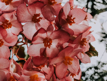 Close-up of pink flowering plant