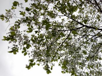 View of tree in spring