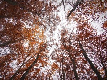 Low angle view of trees