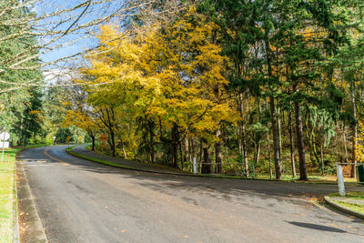 Road amidst trees