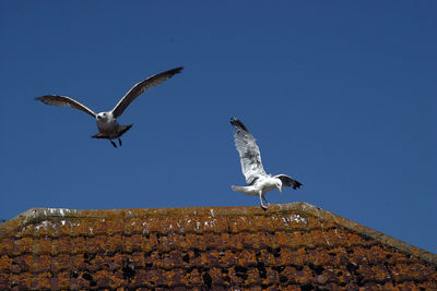 Low angle view of seagulls flying against clear blue sky