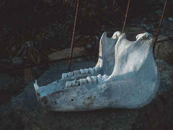 Close-up of animal skull